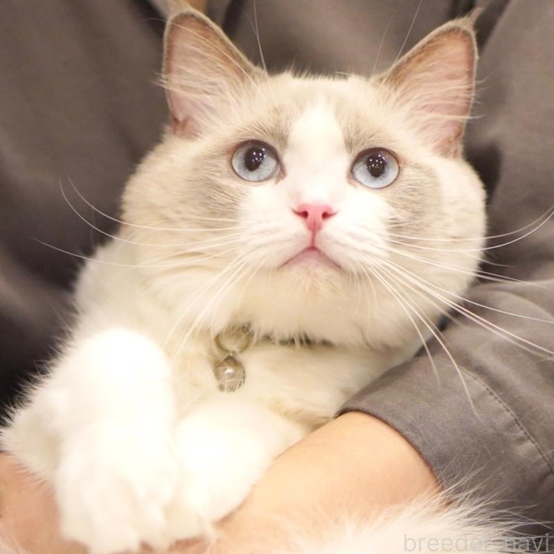 いなりちゃん1枚目